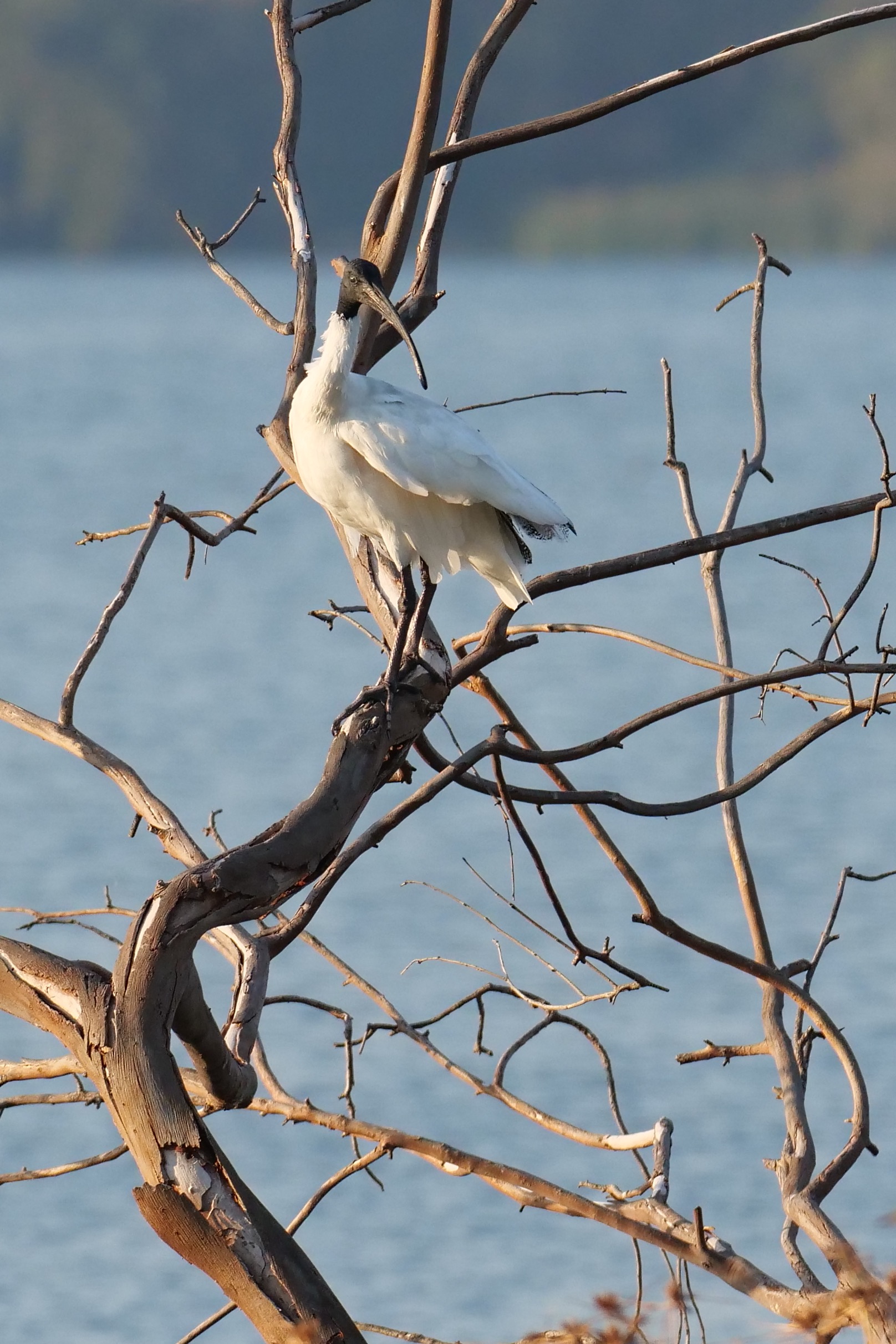 Ibis, Lake Monger